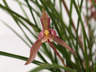 WARANな人 中国春蘭 呉鳳